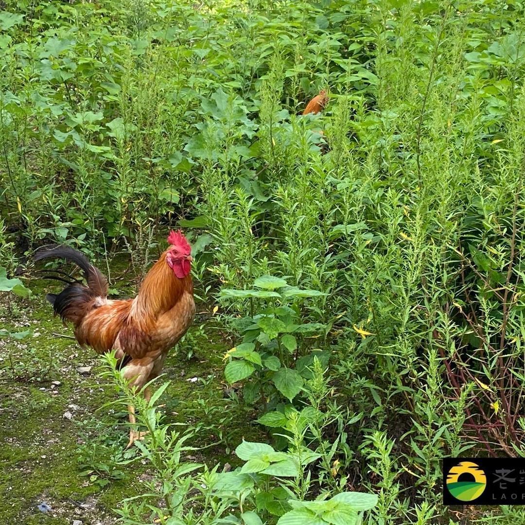 开超市的王中王