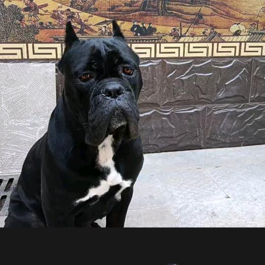 《二 哥》卡斯罗护卫犬
