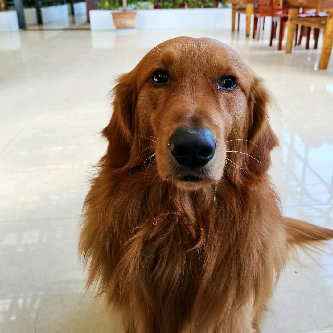 麦麦带我去喵星