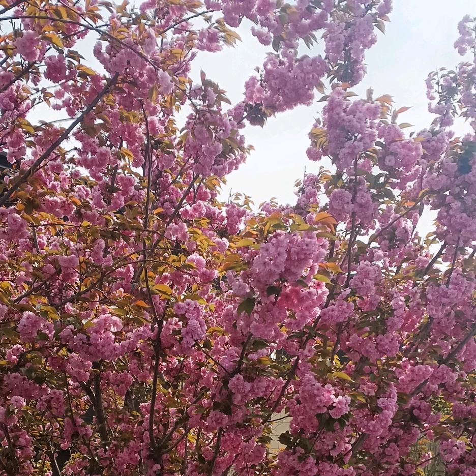 朝花夕拾🌸