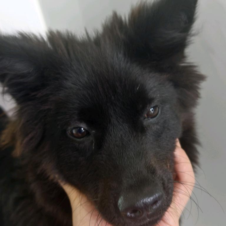 煤球是个小黑子