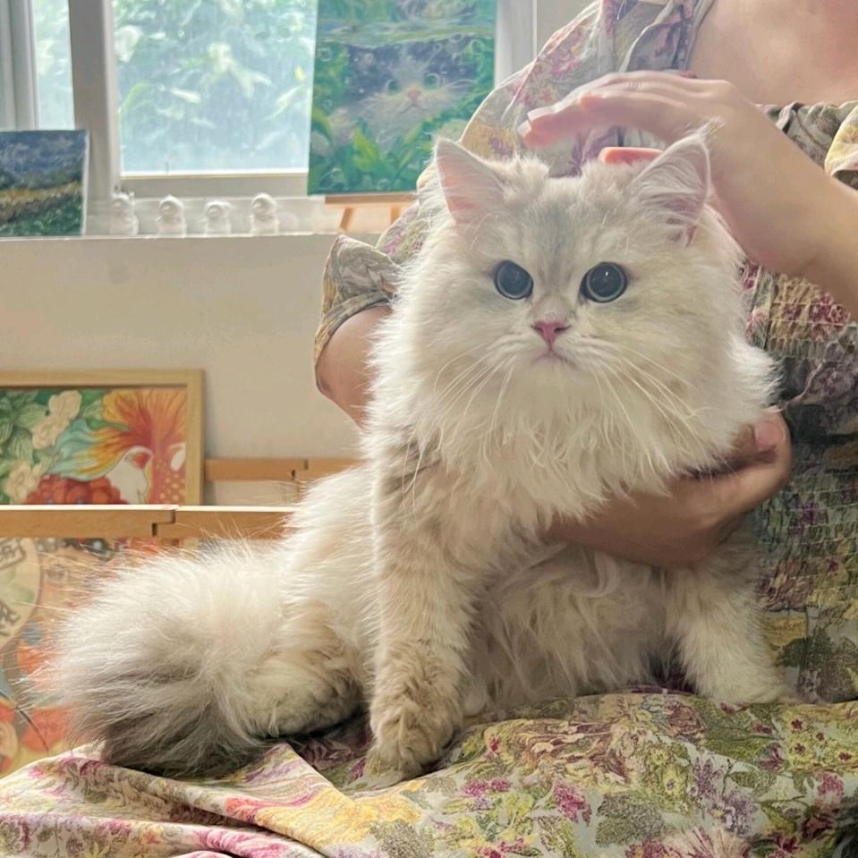 猫猫烘焙师˵¯͒〰¯͒˵