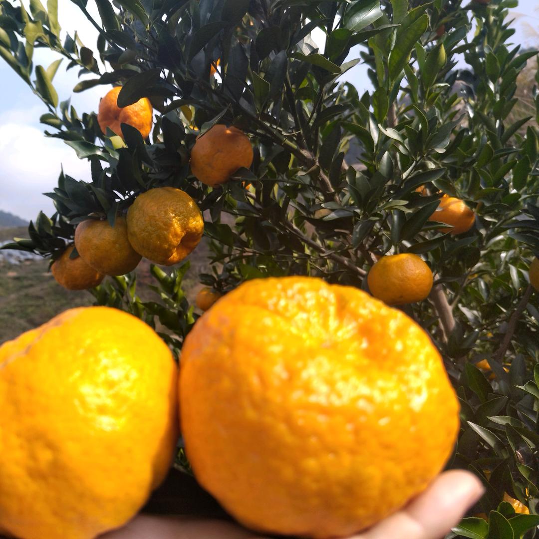 @诺妈（石来运转）