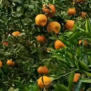 错爱一生