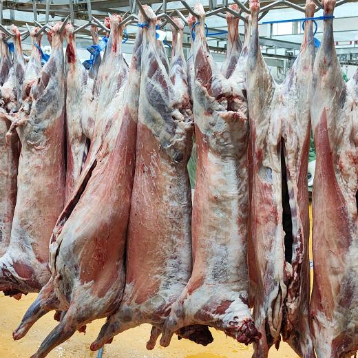 单县羊肉专供批发（屠宰场直销）