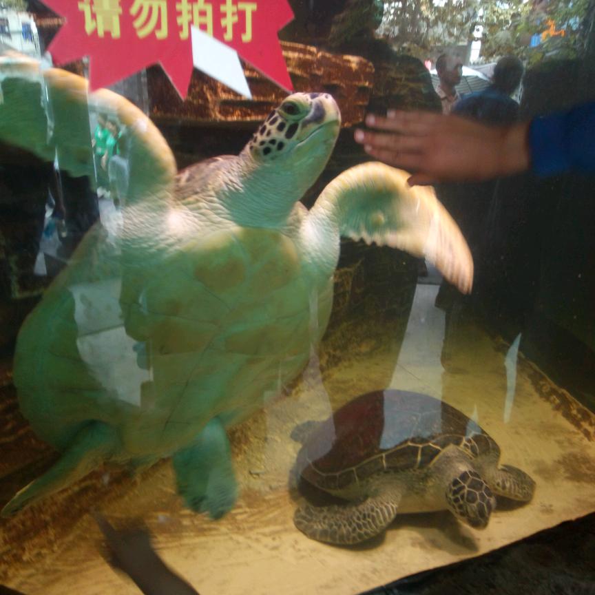 远远新一生所爱