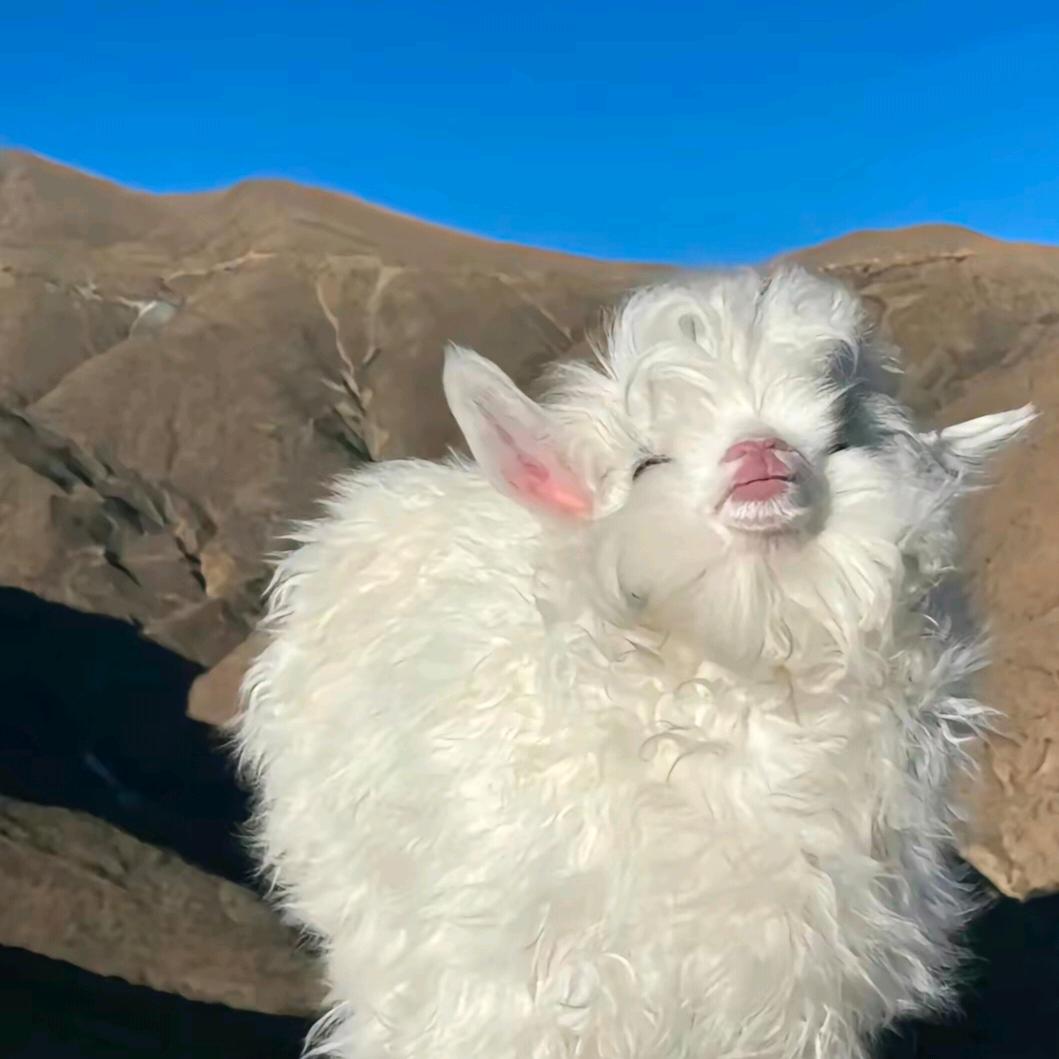 羊羊🐈