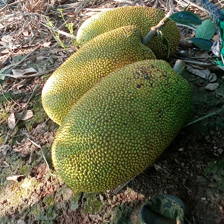 瓦窑村的哥