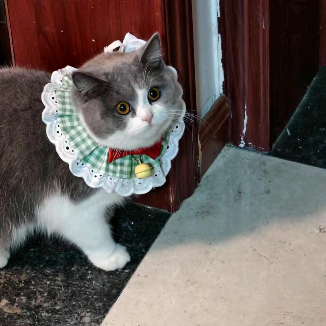 小猫统治世界🐈