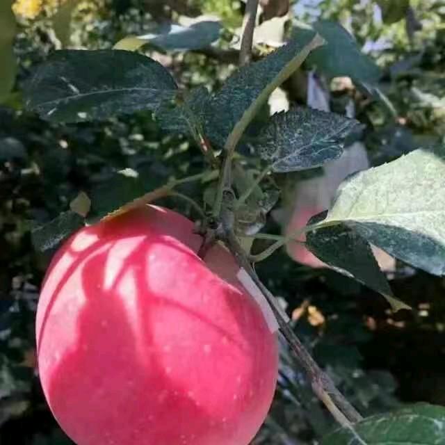 ksM
