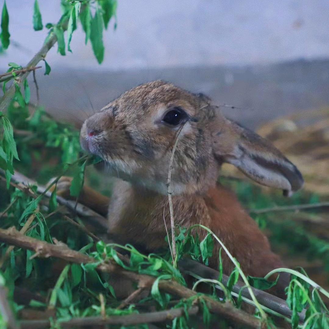 兔兔🧣• ·̫ •🧣