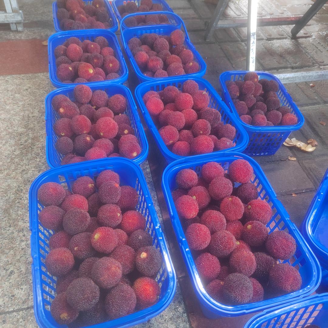 杨梅来
