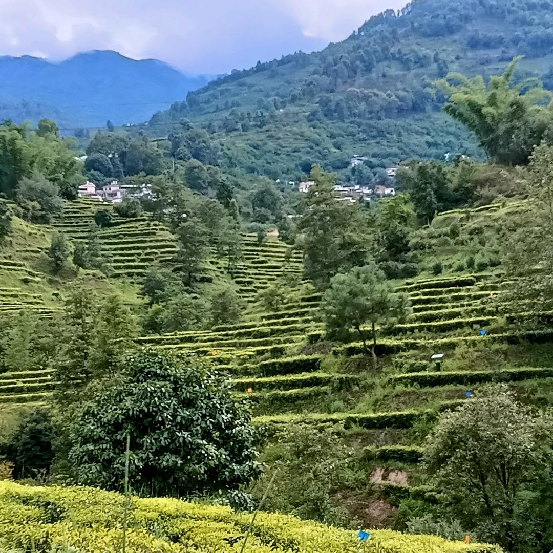 骑的大象找蚂蚁