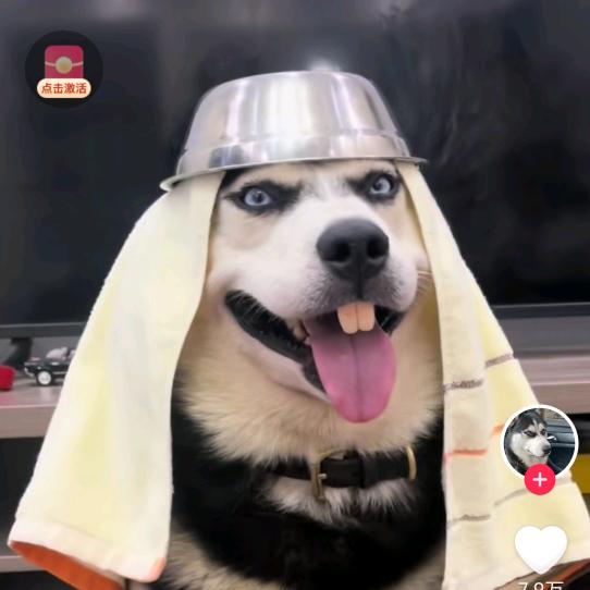 鹏