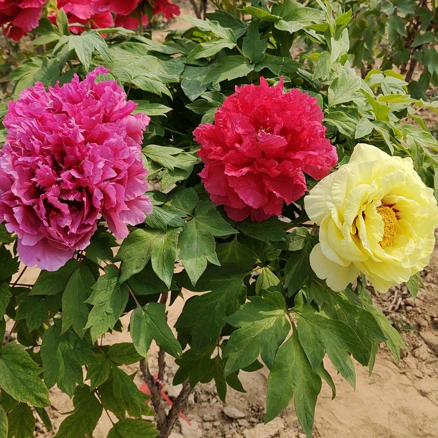 浩森牡丹芍药花