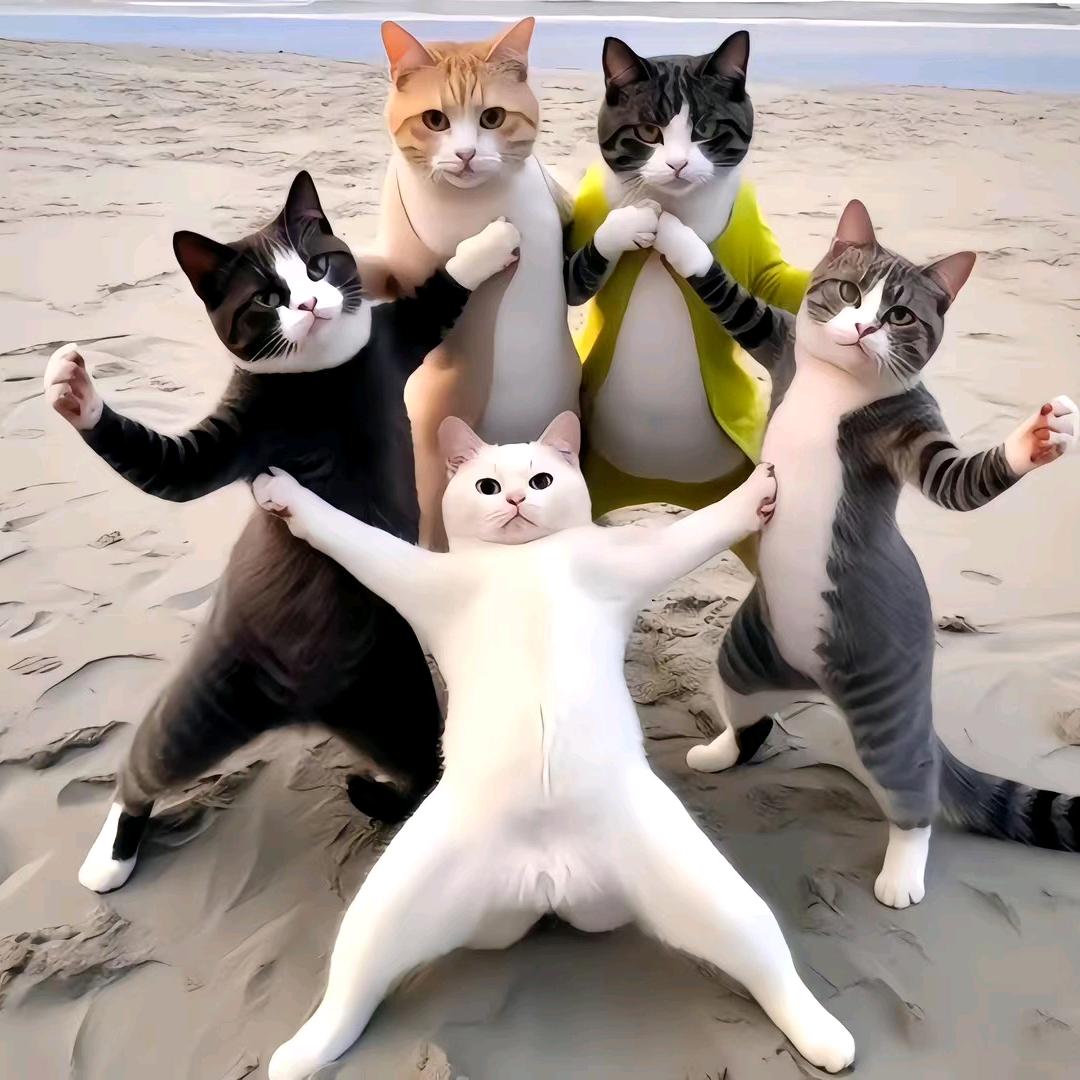 猫猫u