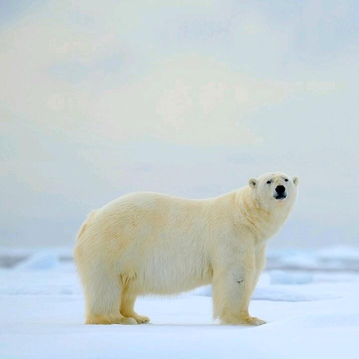 小白熊.中国
