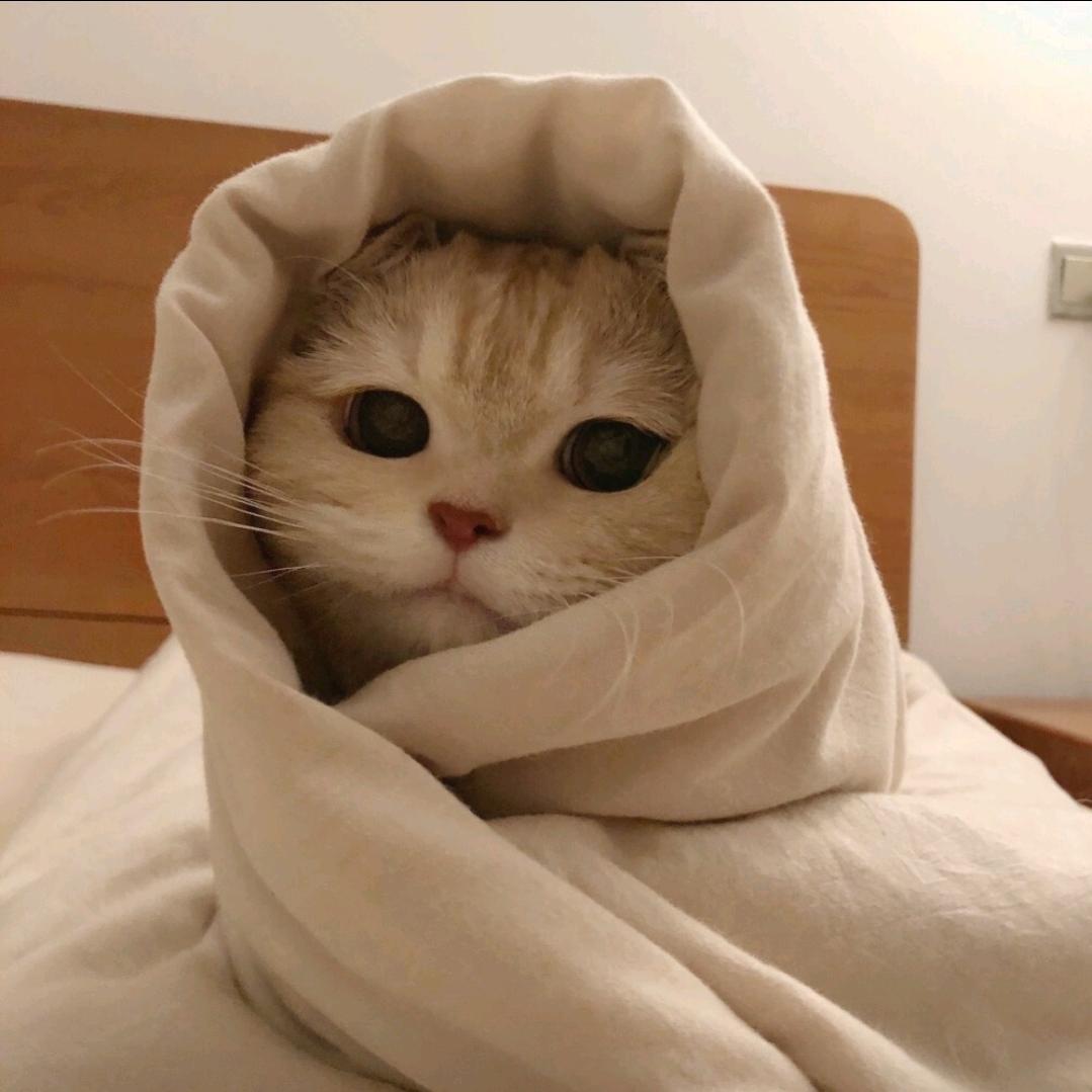 圆碌碌优选