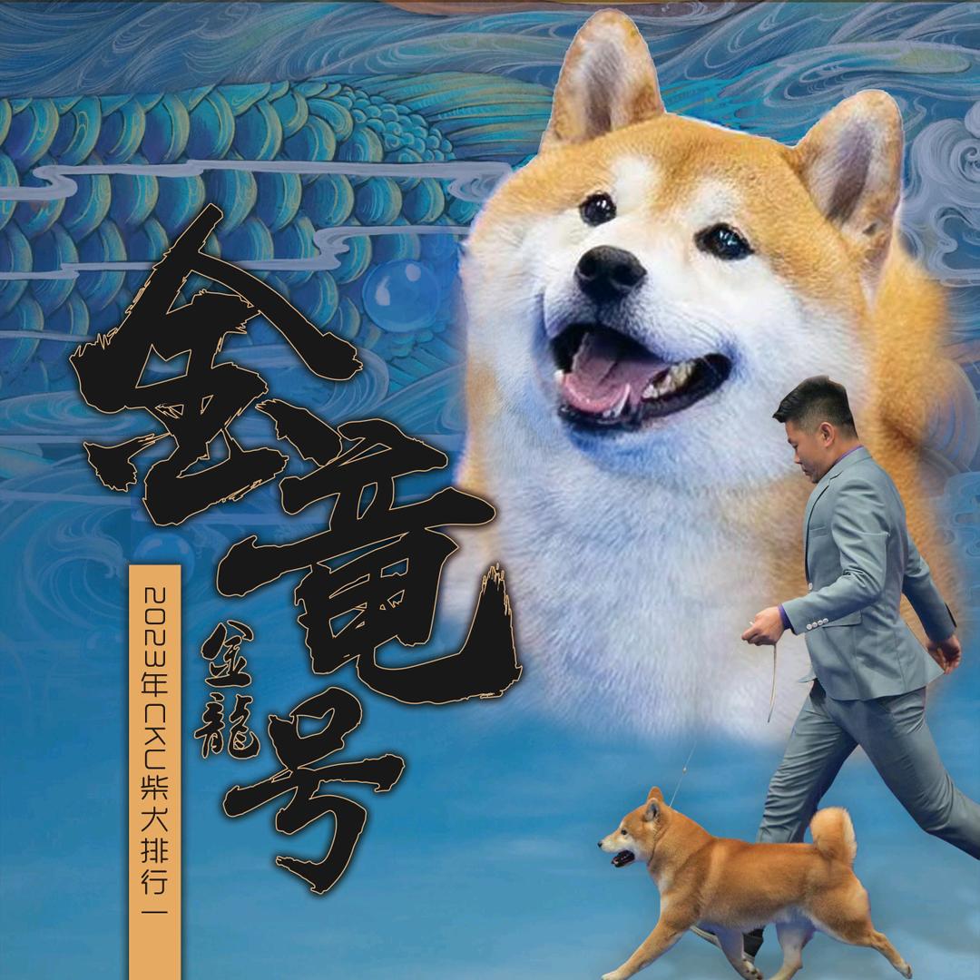 昶盛柴犬