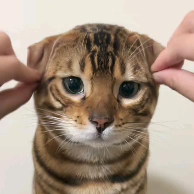 柚谷咕咕叫