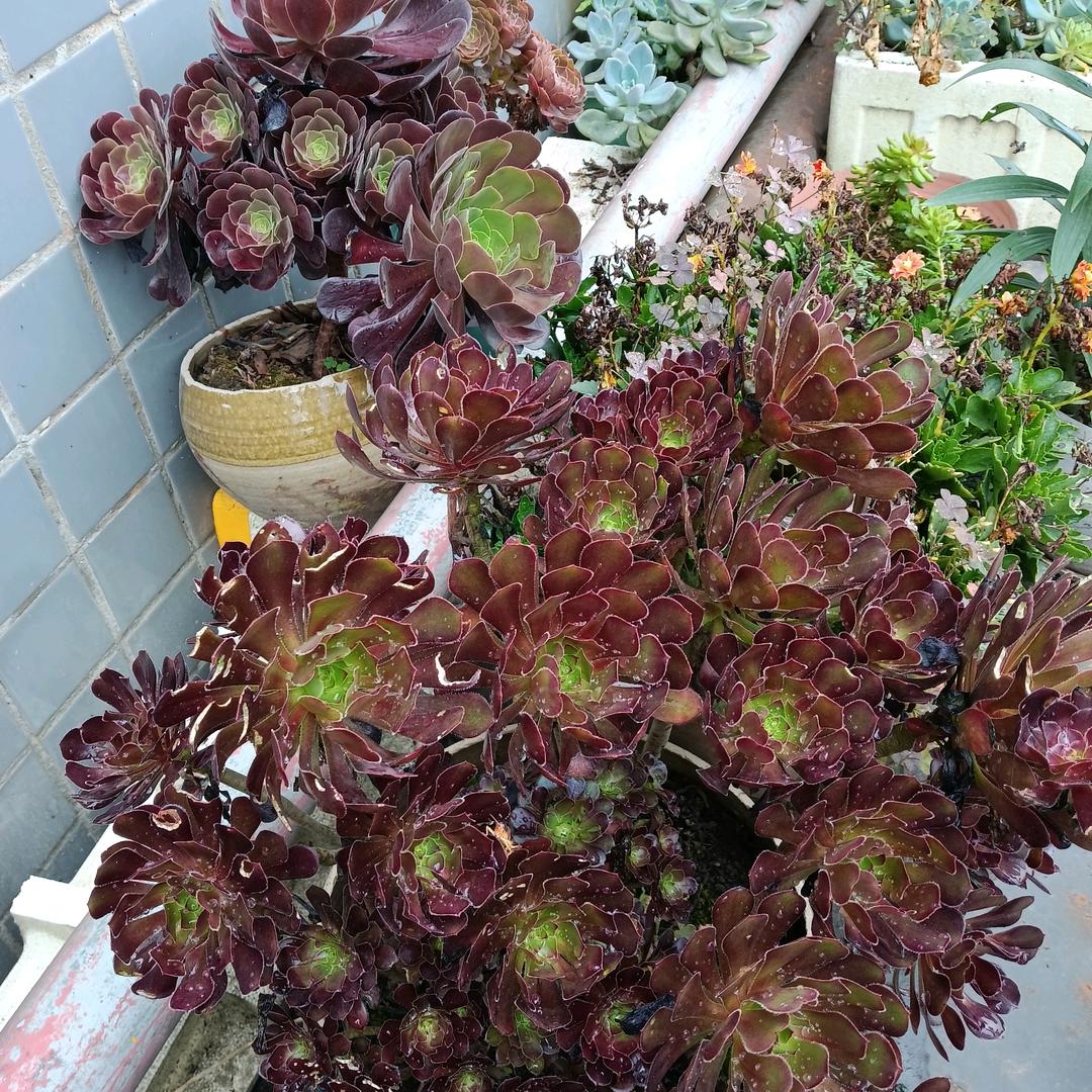 邻水丽都歌舞厅