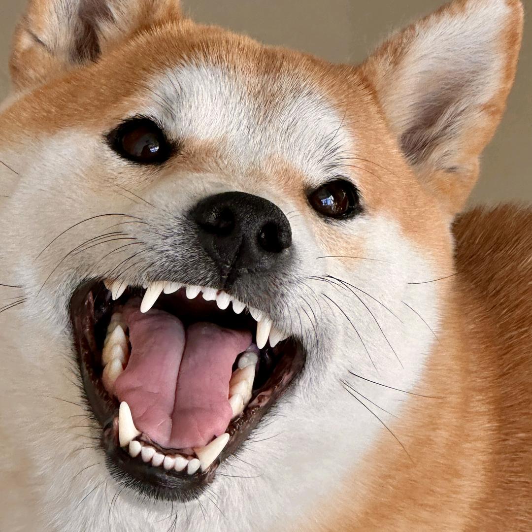 中政教育小李老师