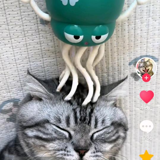猫小悦
