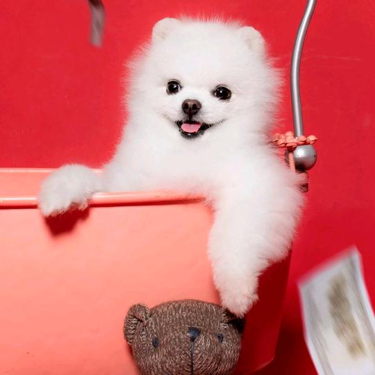 🐶ིྀ̊̊̊来ིྀ̊̊̊福ིྀ̊̊💞