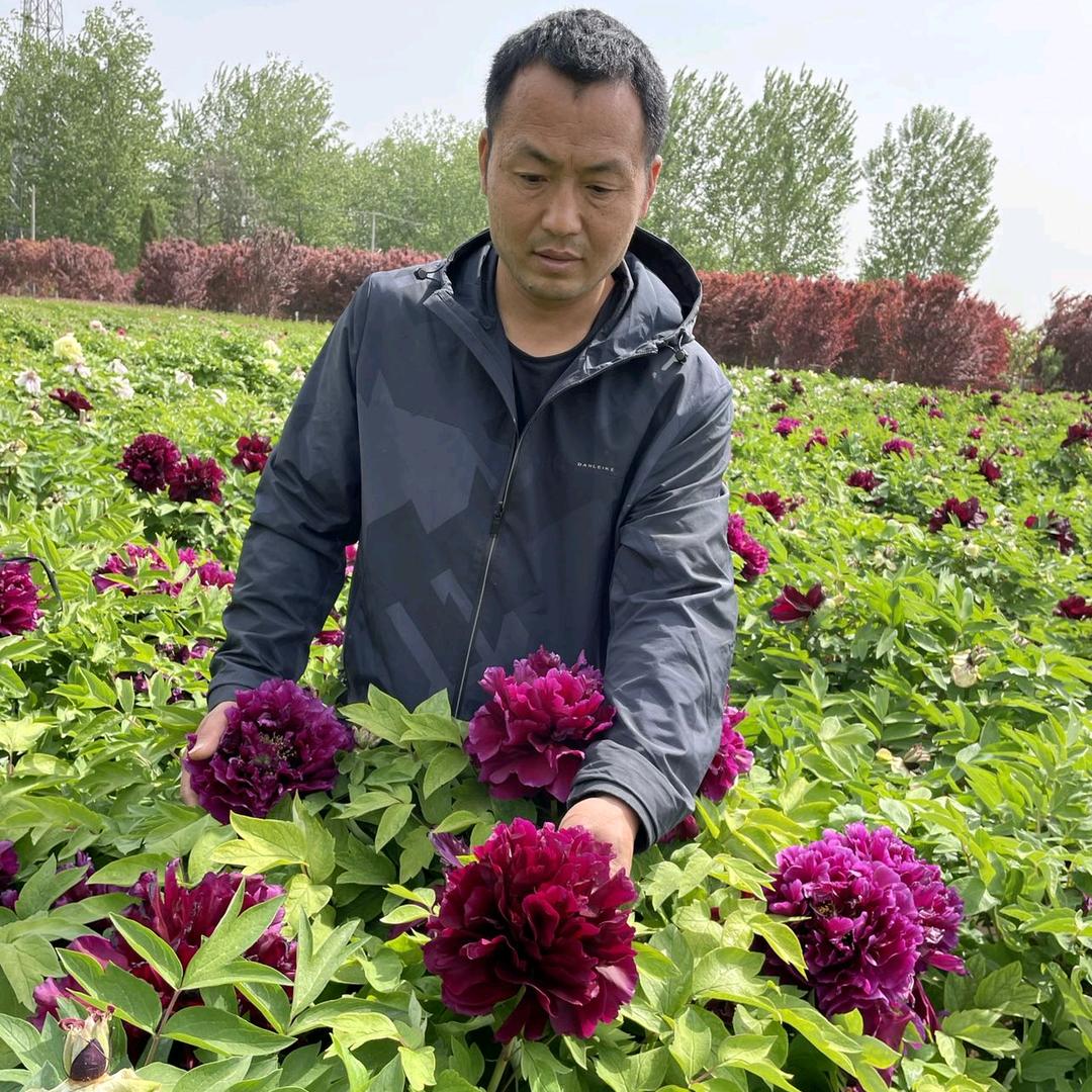 钰恒牡丹