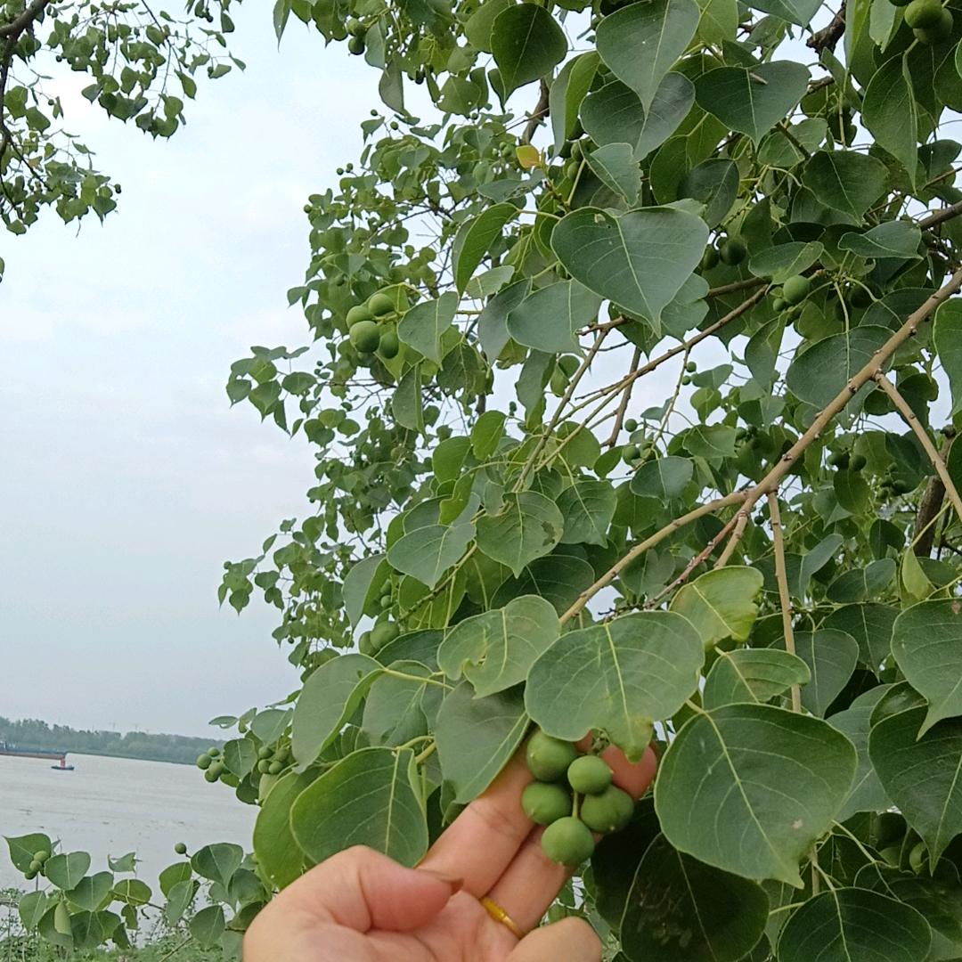 ꧔ꦿ᭄梦逍遥꧔ꦿ᭄