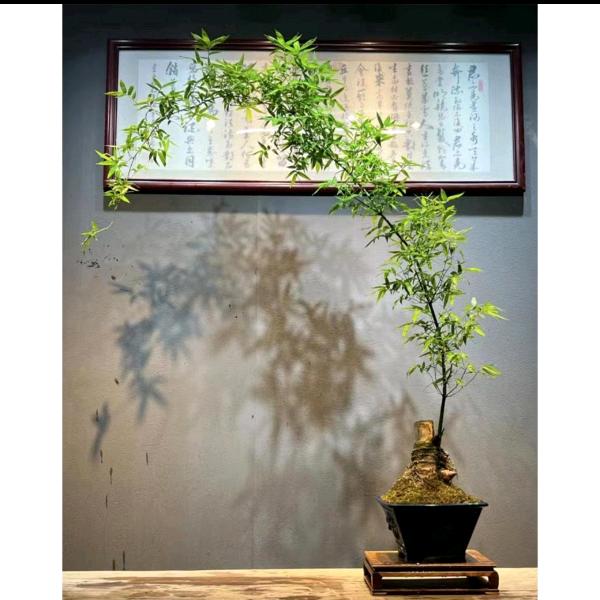 俊砂居（守艺人）大亨传人