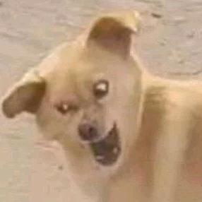 恩兕