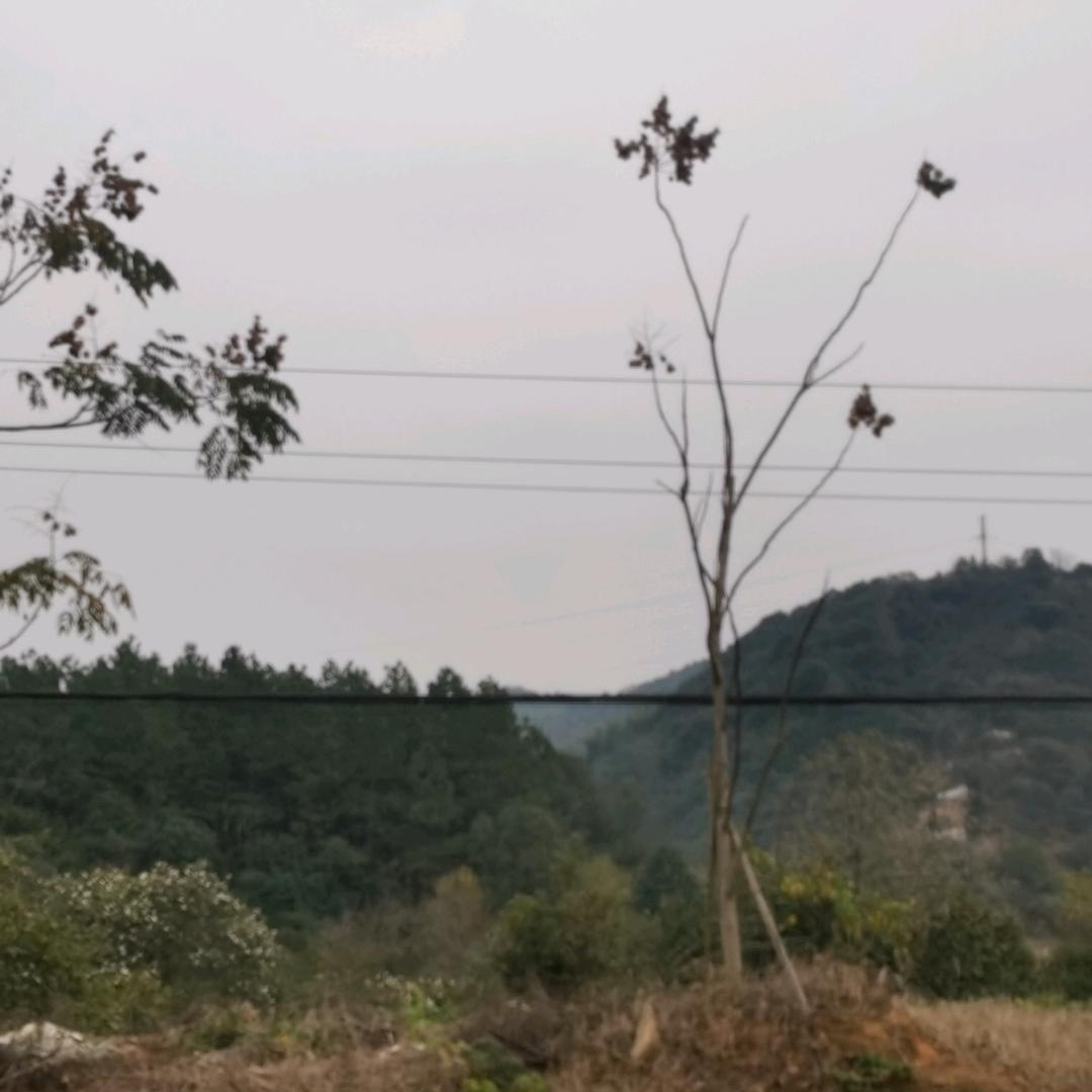 江右墨庄洪泰號