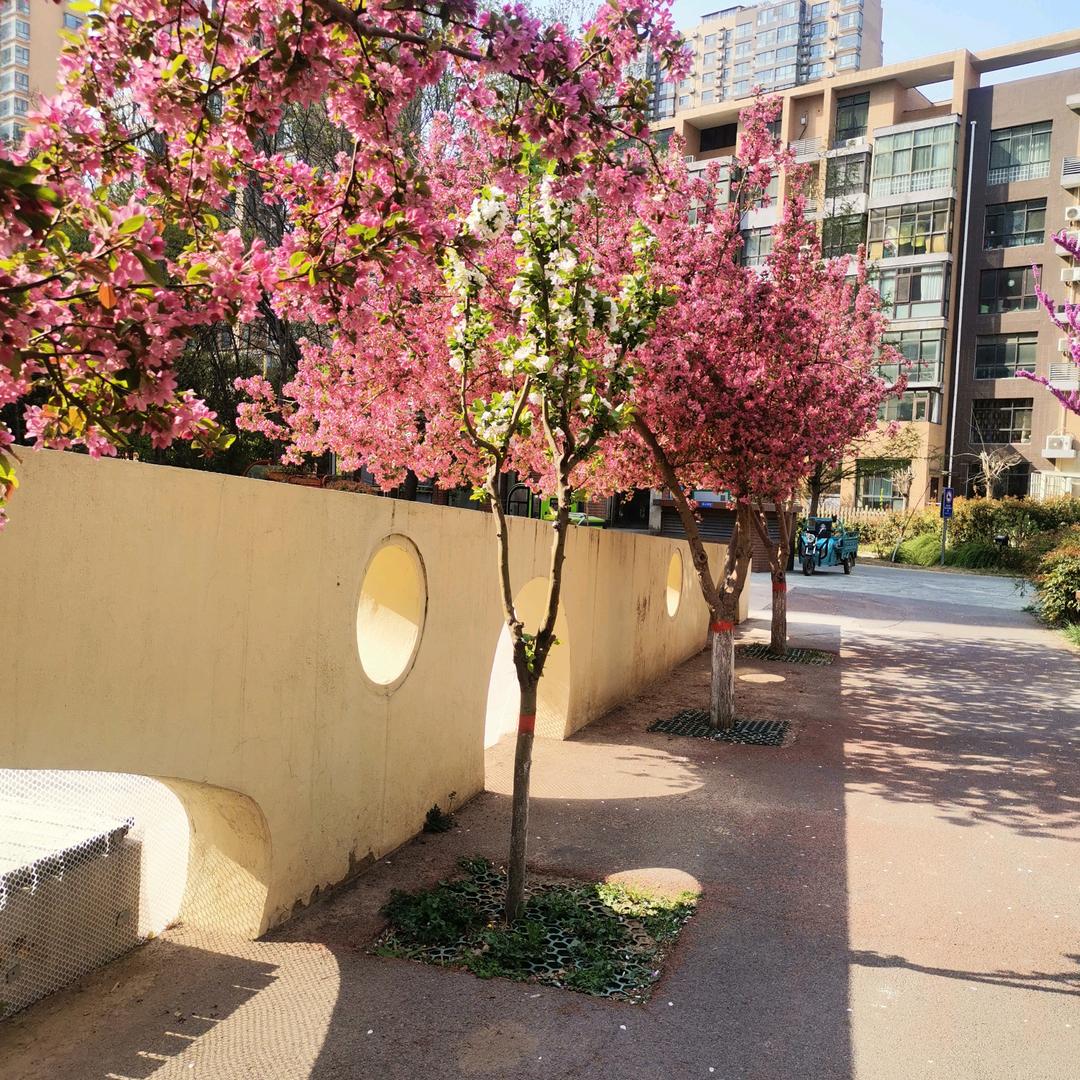 昙花一现