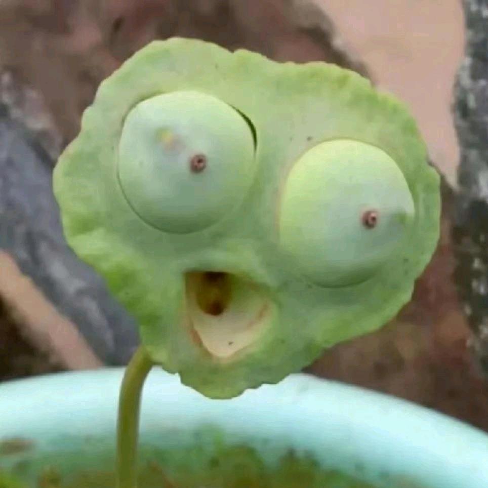 嘿嘿岛