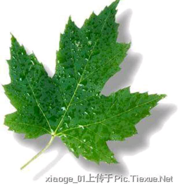 酉酉