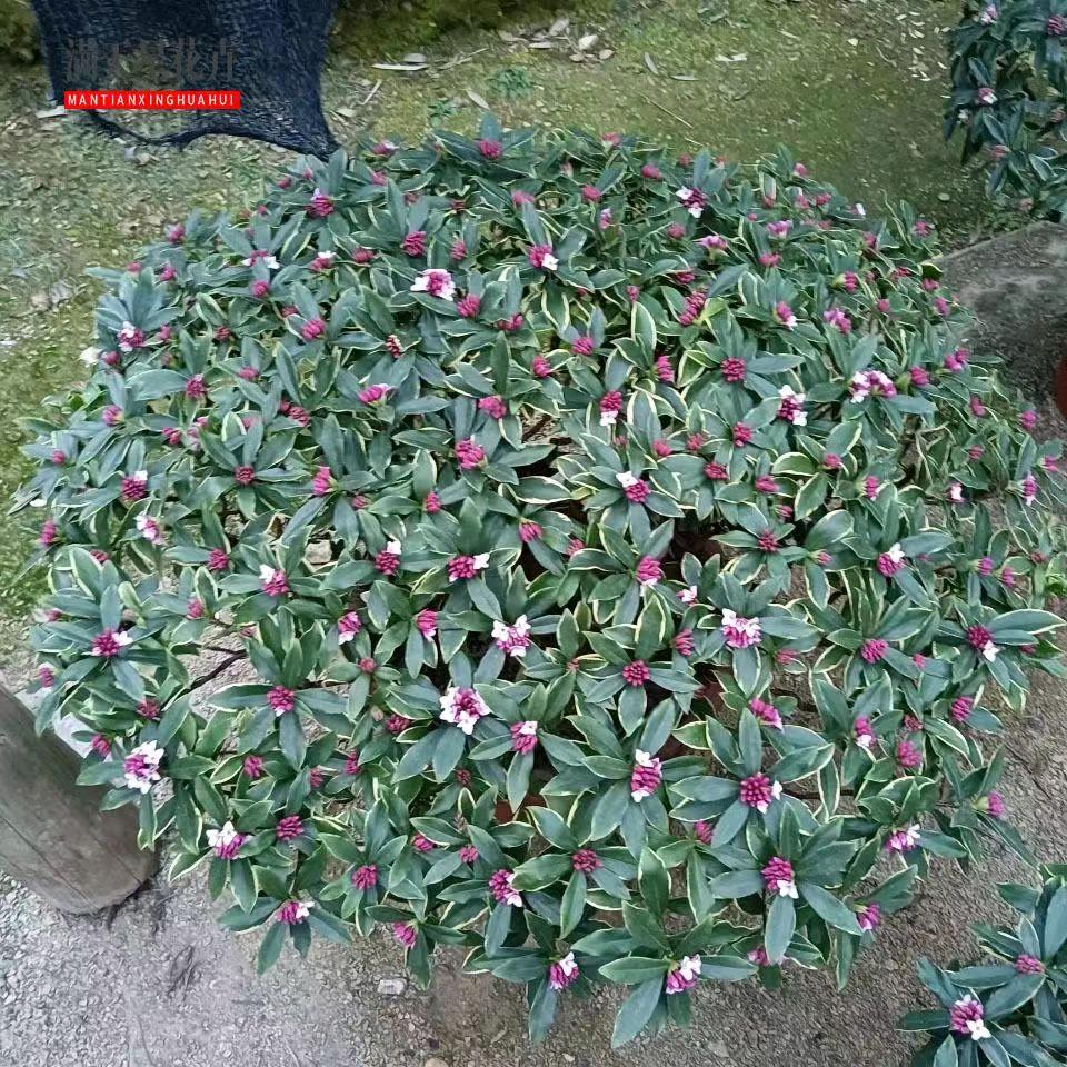 轩轩绿植花卉