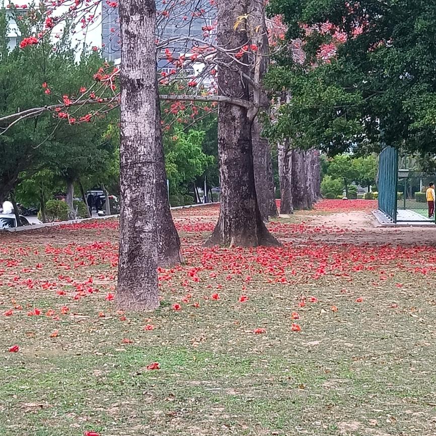千百杨顺