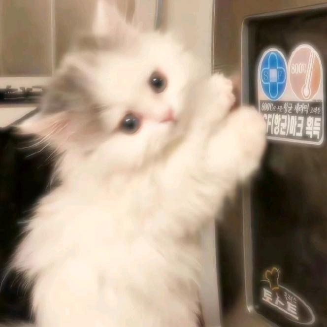 杨桃呀！