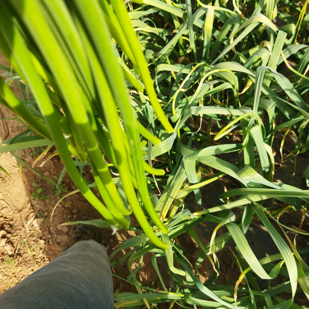 山口扑实的农民