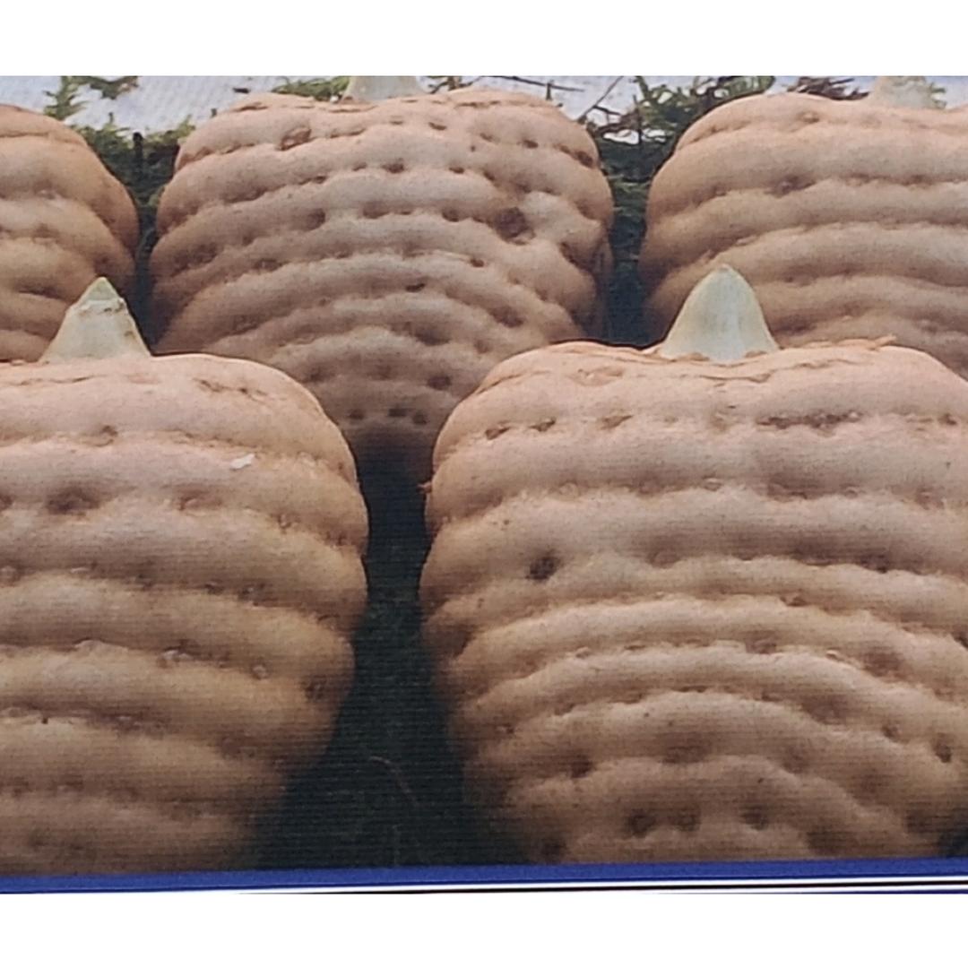 农村留守妇女收割机