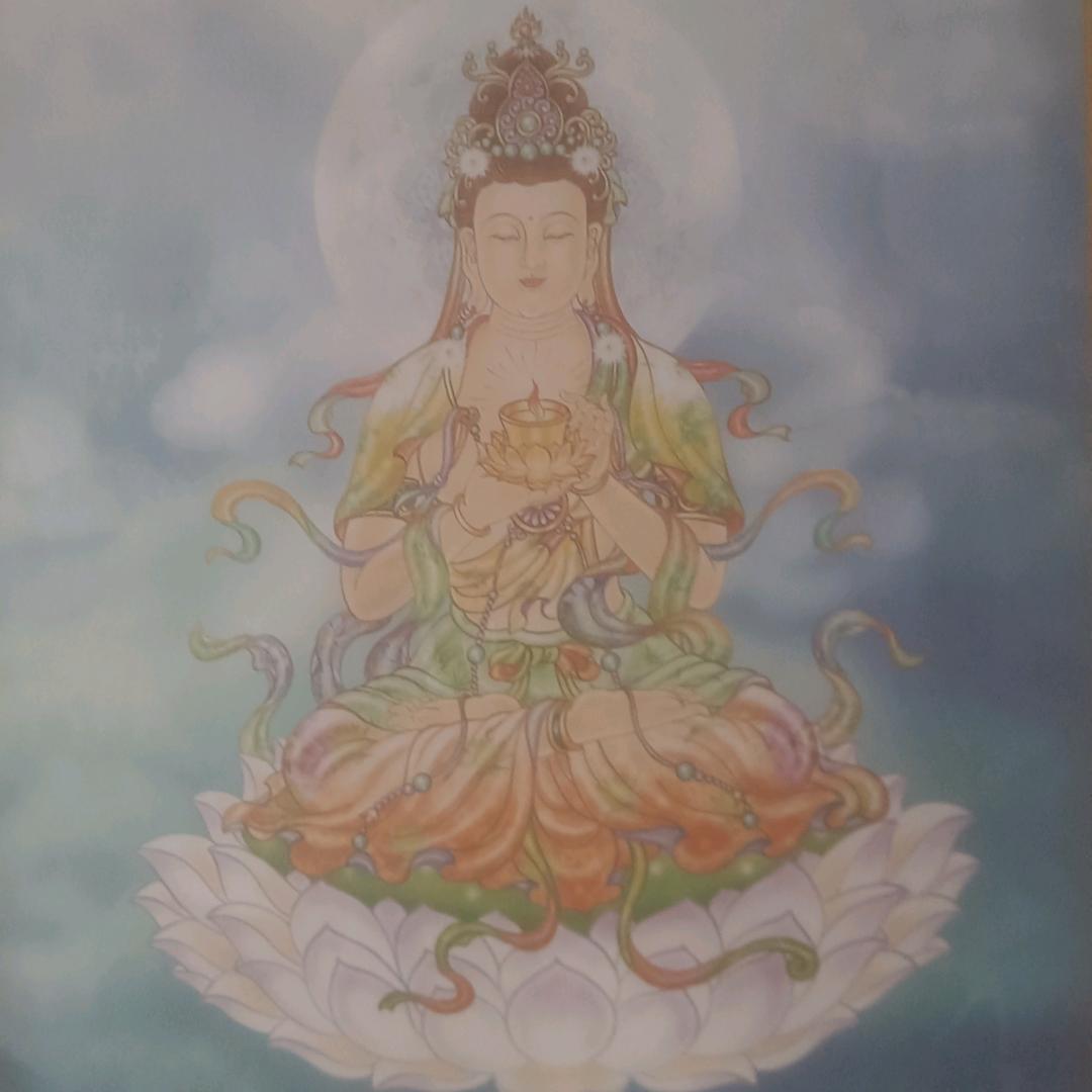 蝴蝶兰