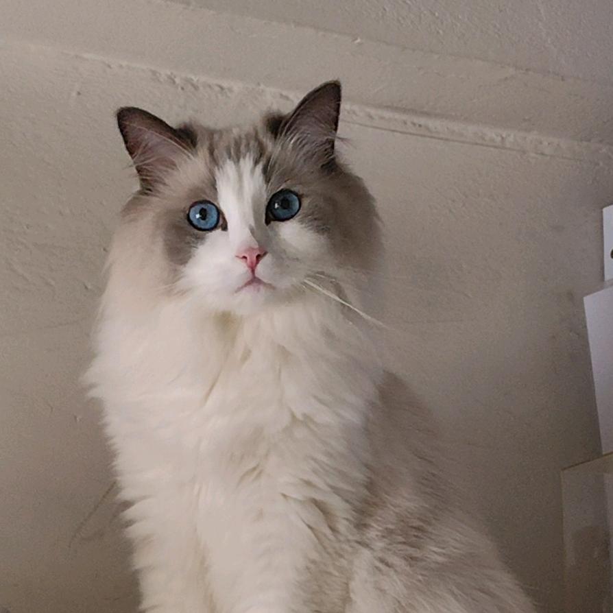 喵之渡幼儿园（给流浪猫找领养）