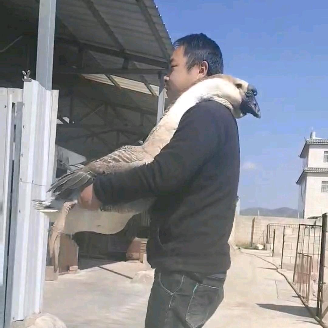 祥云ꪹ꪿小林哥ꪑꪗ