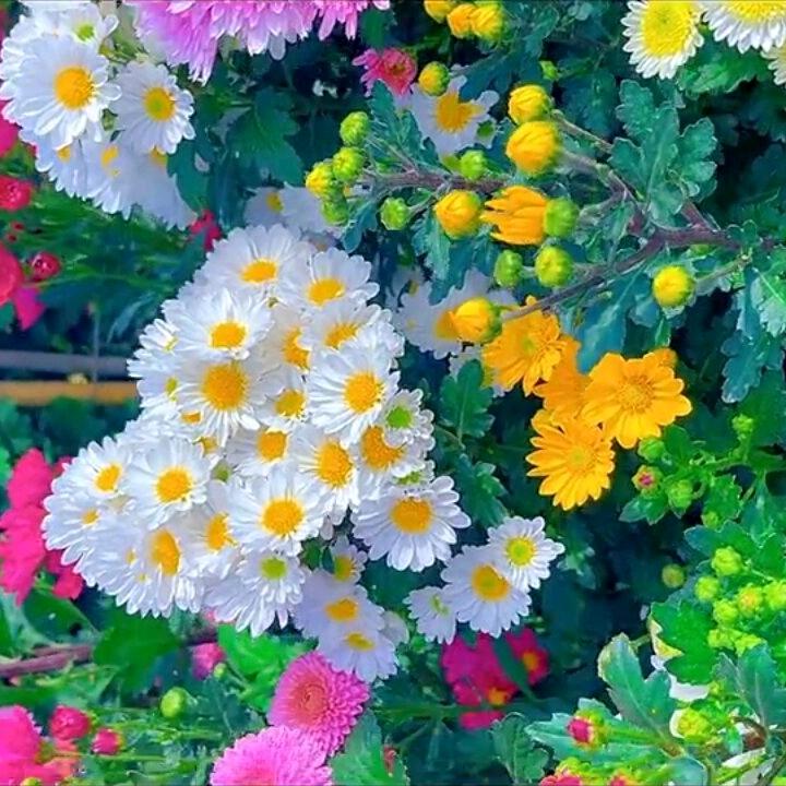 夏天的太阳5413466243011