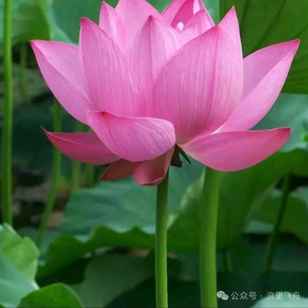 🌺情有独钟🌺🌺
