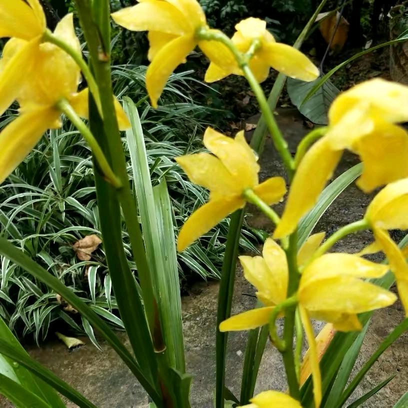 你若一直在我便一直爱