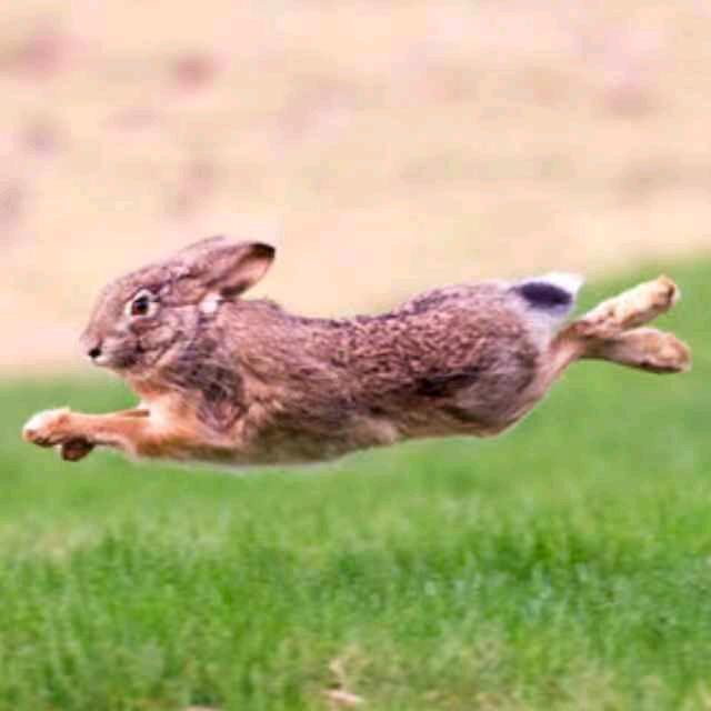 奔跑的野兔