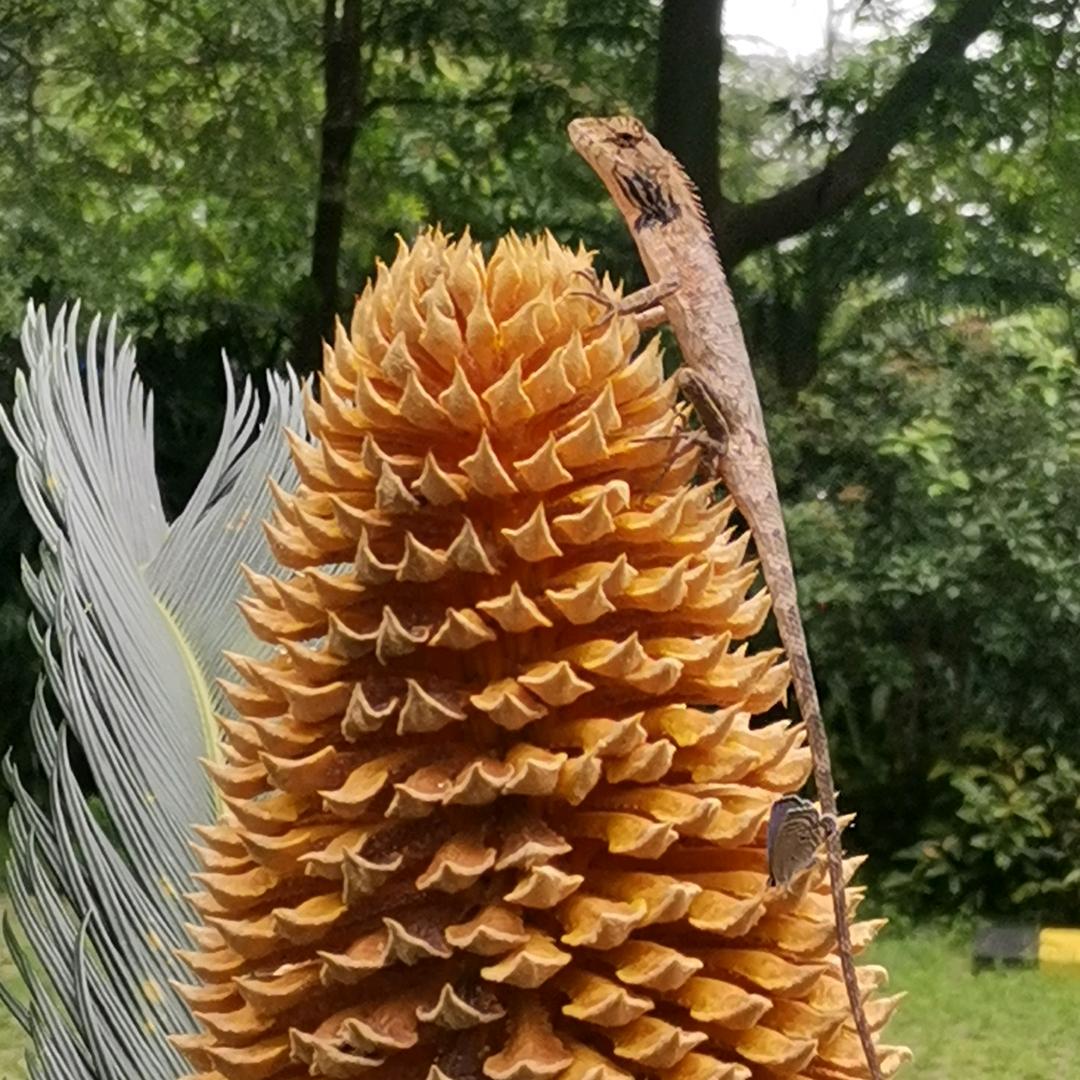 老拼