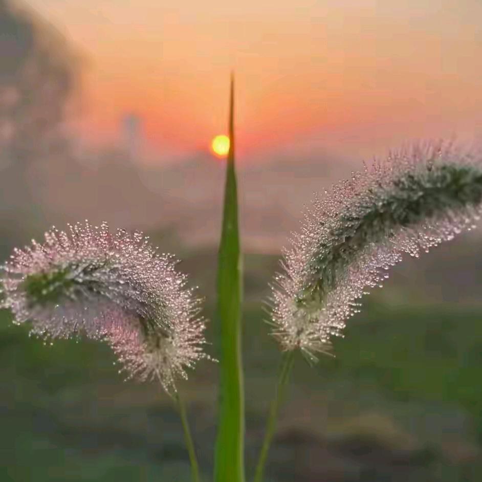 二道塬上&一根草